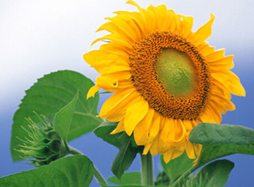 太阳花的花语是什么